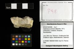 Foto (Objekt + Etiketten) von Gastrosacus eminens (Blaschke, 1911) 